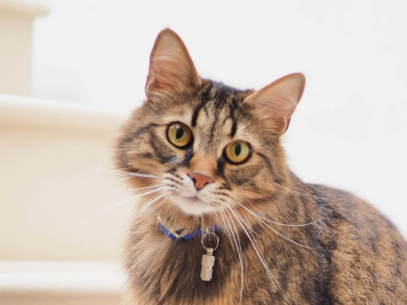 Cat Tails And What They Mean MeaningKosh